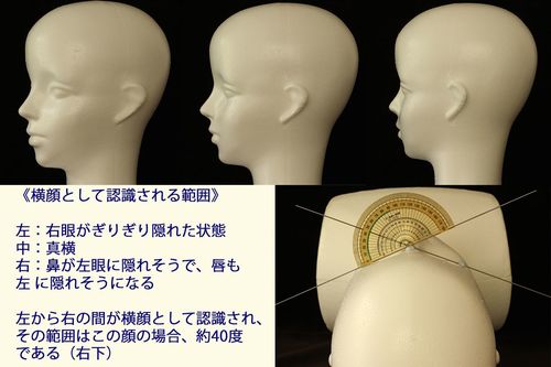 図2：横顔として認識される範囲　出典／馬場悠男『「顏」の進化』（講談社ブルーバックス）