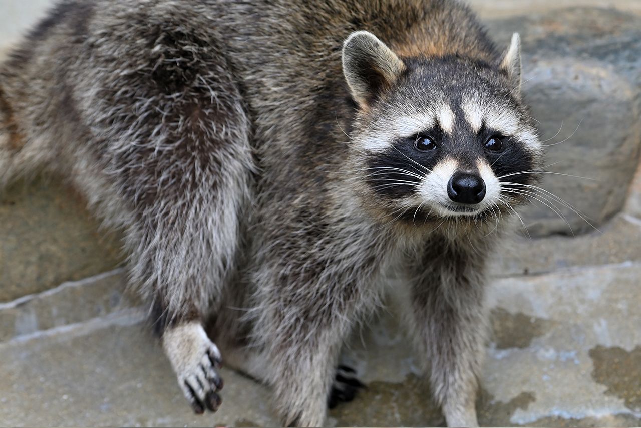 ブーム終息後、害獣として駆除の対象となったアライグマ