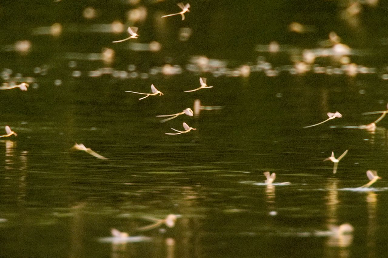 モンカゲロウ◆孵化してから数日しか生きられない。しかも口がなく食事ができないため、第一優先は、遺伝子を残すためにつがいを見つけること