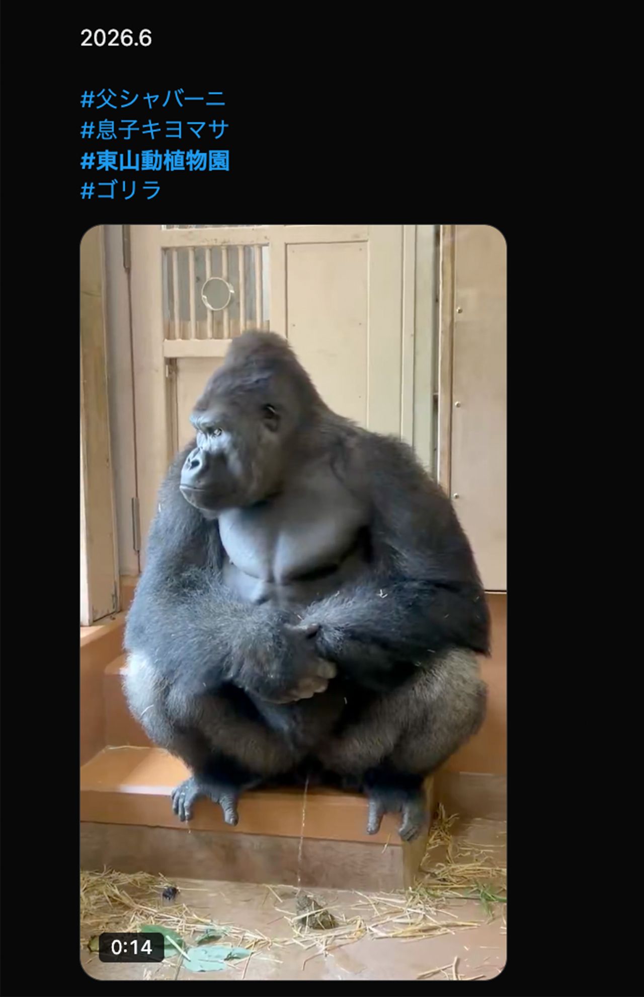 父・シャバー二の登場で緊張するキヨマサ（Xより）