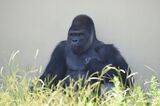名古屋市東山動植物園、イケメンゴリラ「シャバーニJr.」が父超えの“色男”にフ…