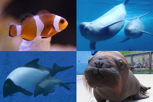 左上から時計回りにカクレクマノミ、スナメリ、セイウチ、イロワケイルカ