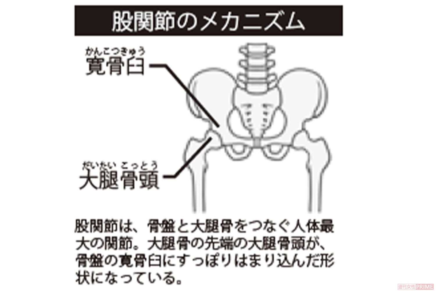 股関節のメカニズム