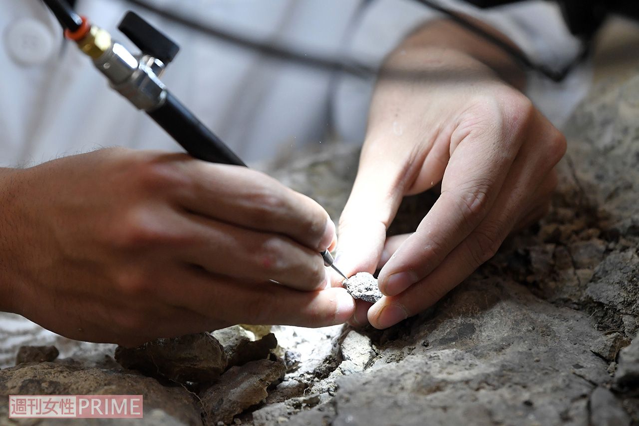 岩石から取り出した化石を技術と集中力をもってクリーニングする、プレパレーターの仕事を間近に見られるコーナーも