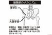 股関節のメカニズム