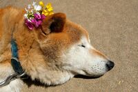 「ペットの死に際」に“映え”は必要？ 訃報をSNSで拡散する飼い主たちの心情は愛か、それとも承認欲求の自…