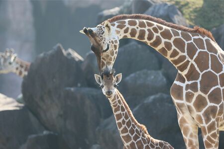 九州自然動物公園アフリカンサファリ　アミメキリンの男の子、モモタ