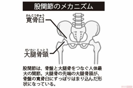 股関節のメカニズム