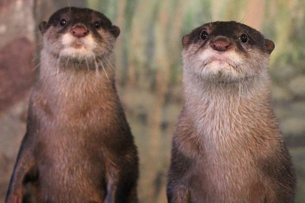 サン＆ソラ（コツメカワウソ）＠新屋島水族館
