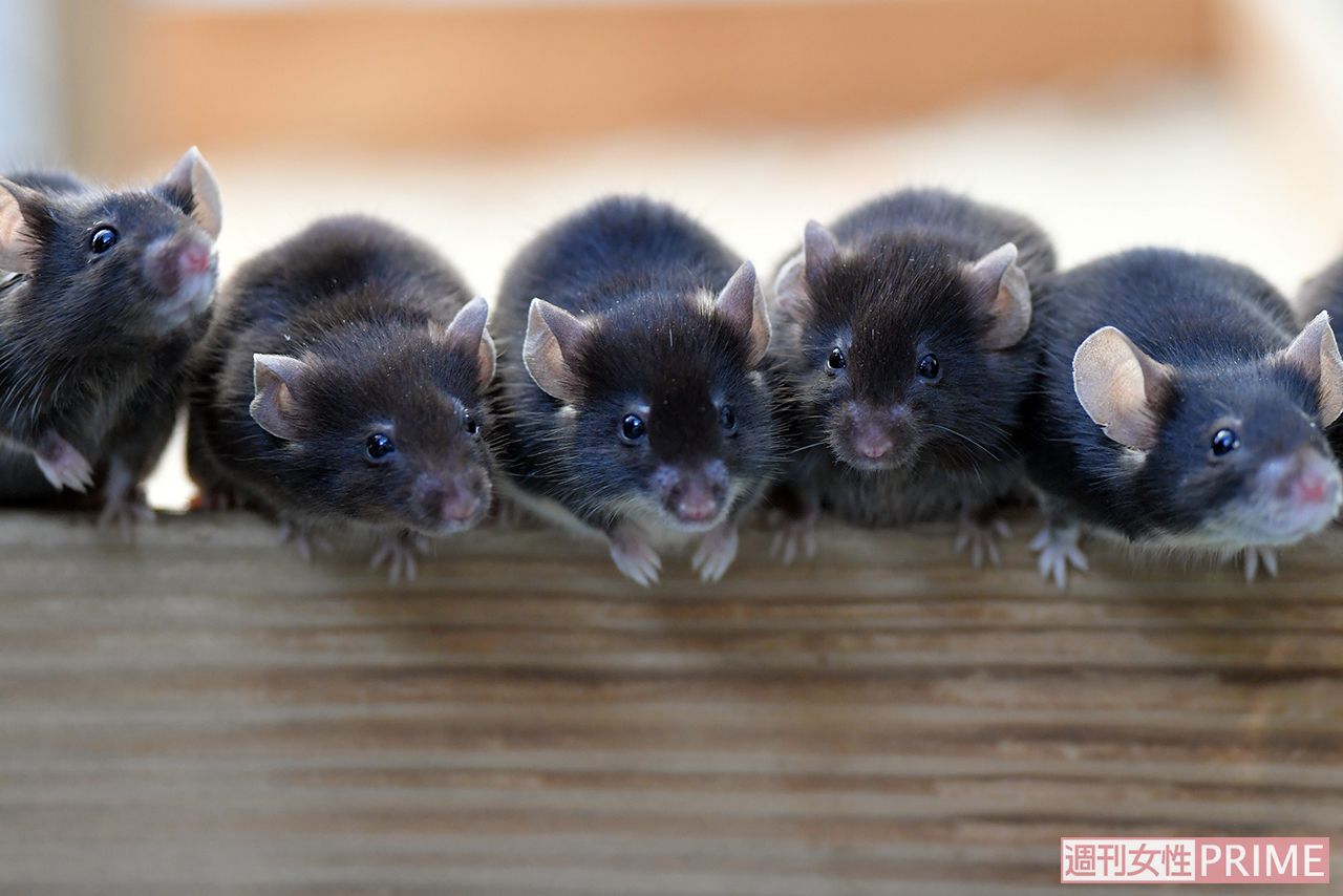 かわいいネズミにみんな夢チュー　撮影／渡邉智裕