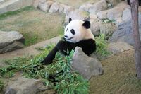 本場・中国で人気のパンダは「ふてぶてしい態度」が大ウケの“フワちゃん”系