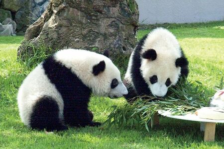 隆浜♂＆秋浜♂　写真／産経新聞社