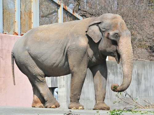 アフリカゾウに比べて人に馴れやすいアジアゾウは日本の動物園でおなじみ。国際自然保護連合（IUCN）のレッドリストで絶滅危惧種に指定されている