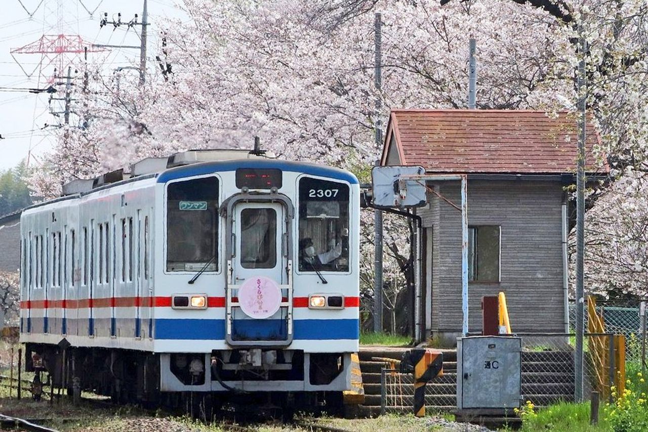 関鉄お花見ビール列車　写真提供／関東鉄道株式会社