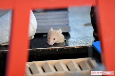 “子年”の2020年は、“ネズミの出”を拝みにモフモフいっぱいの『ネズミの国』へ！