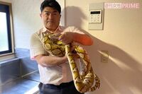 横浜で逃走した「アミメニシキヘビ」、現在の飼い主の “プロフェッショナル”ぶり