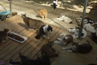 動物虐待、荒んだ現状に犬猫1700匹を救った女性が喝「エサだけあげる人は加害者」