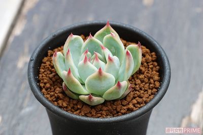 【エケベリア　桃太郎】バラの花のようなロゼット型の葉が美しく人気。育てやすく、南か東向きのベランダなら冬越しも可能。