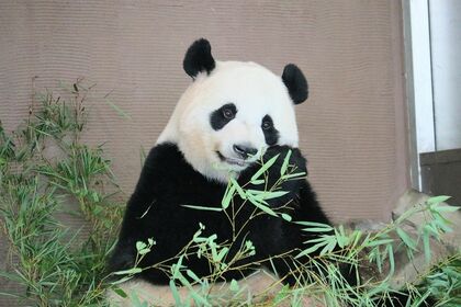 桃浜　とうひん（撮影／二木繁美）