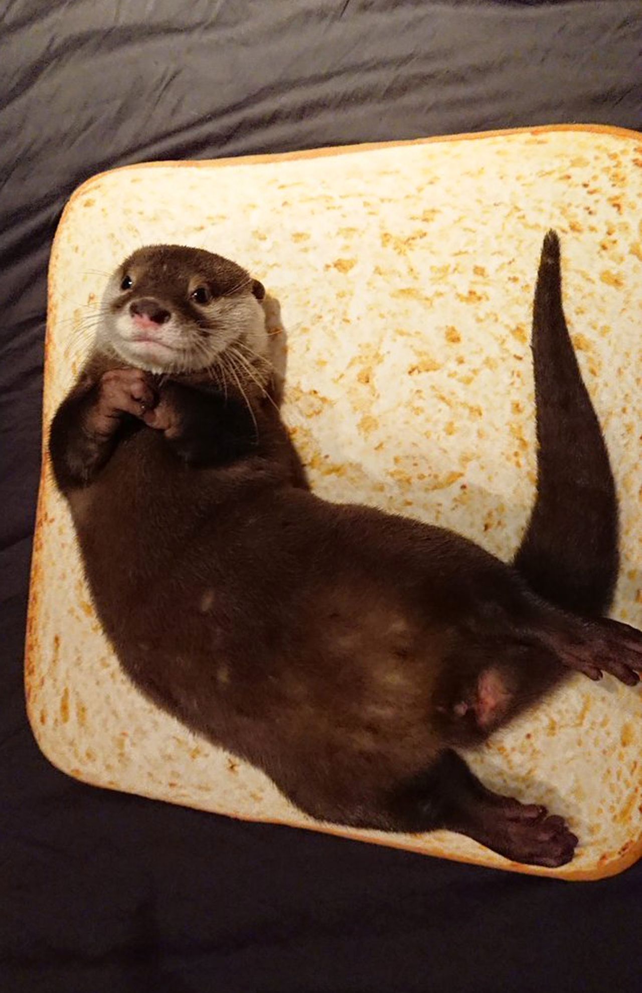 カワウソちぃたん☆