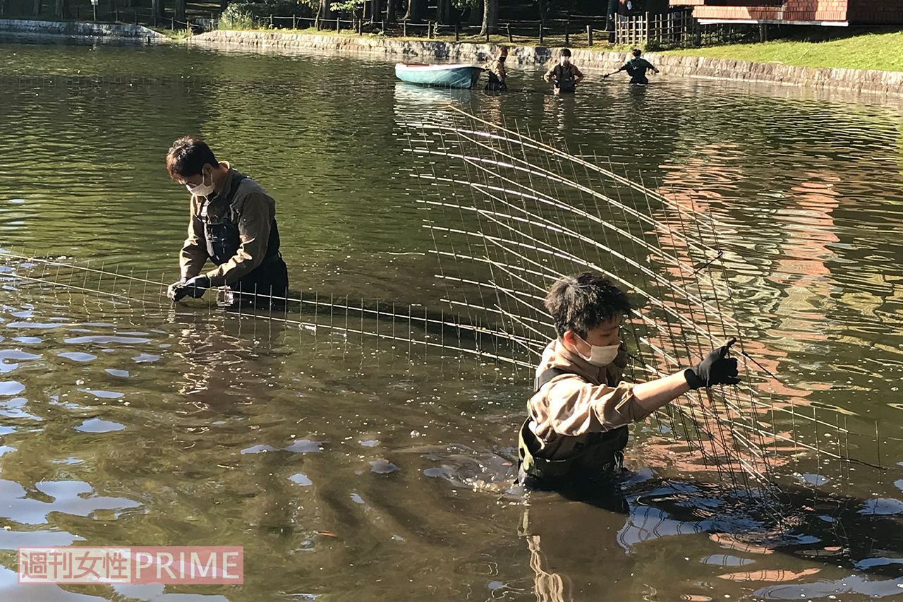 目撃ポイントの周辺をフェンスで囲った作戦勝ちか