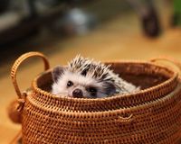 ハリネズミうに丸くん「スネて小屋へ逃げ込む姿も可愛い」