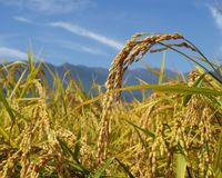 新潟女子は「魔性の女」、長野女子は「こっそり順位づけ」