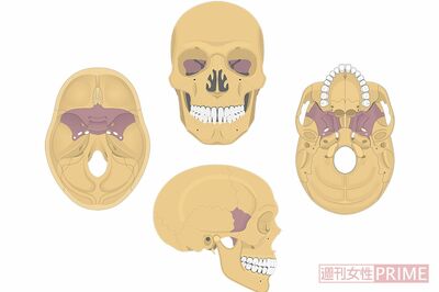 蝶形骨（色の濃い部分）は頭蓋骨の内側でほかの頭蓋骨のパーツとつながっている。蝶形骨を整えると頭蓋骨全体を調整できる