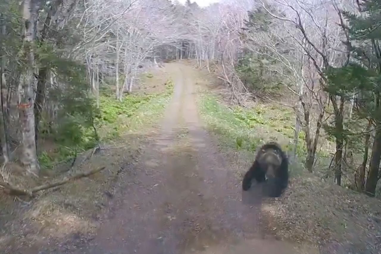 拡散された軽トラックがヒグマに襲われる動画（Xより）