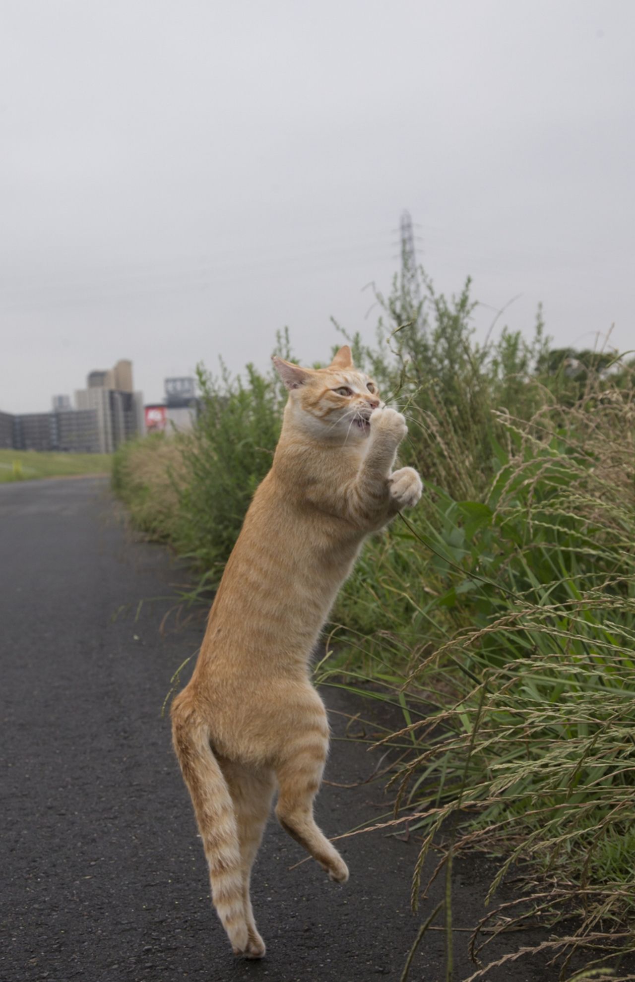 『ニャン生訓』より（写真：沖昌之）