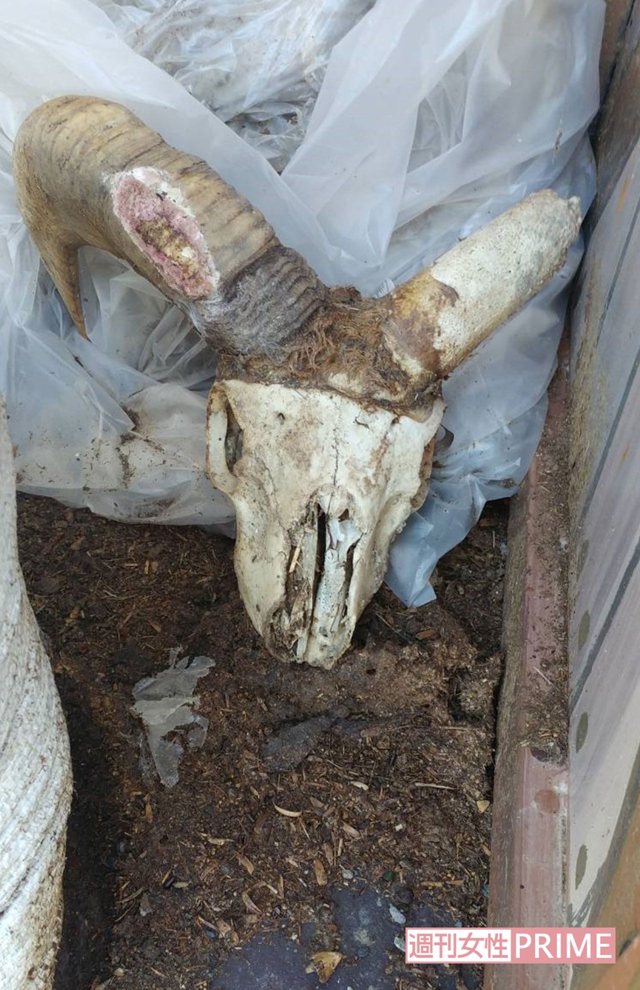 2年前、飼育場前に放置されていた白骨化した羊の頭部。死臭も漂っていた