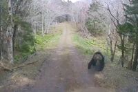 軽トラがヒグマに襲われフロントガラスにヒビ！「車内でも助かる保証ない」危険な“春の子連れ熊”