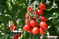 ゲノム編集食品のリスクとベネフィットを考える「なぜ安全性審査の対象外なのか」