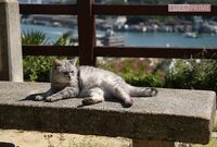 “猫の街” 尾道を歩いてみえてきた「地域猫と住民が幸せに共存する暮らし方」