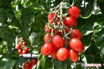 ゲノム編集食品のリスクとベネフィットを考える「なぜ安全性審査の対象外なのか」