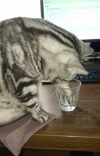 雪松さん・11歳。飼い主のグラスに手をズボッ！　リモートワークとねこはどうやら相性がよろしくないようだ（※画像は飼い主提供）