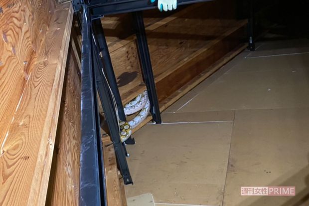 屋根裏でヘビを見つけた瞬間（協力/体感型動物園iZoo）