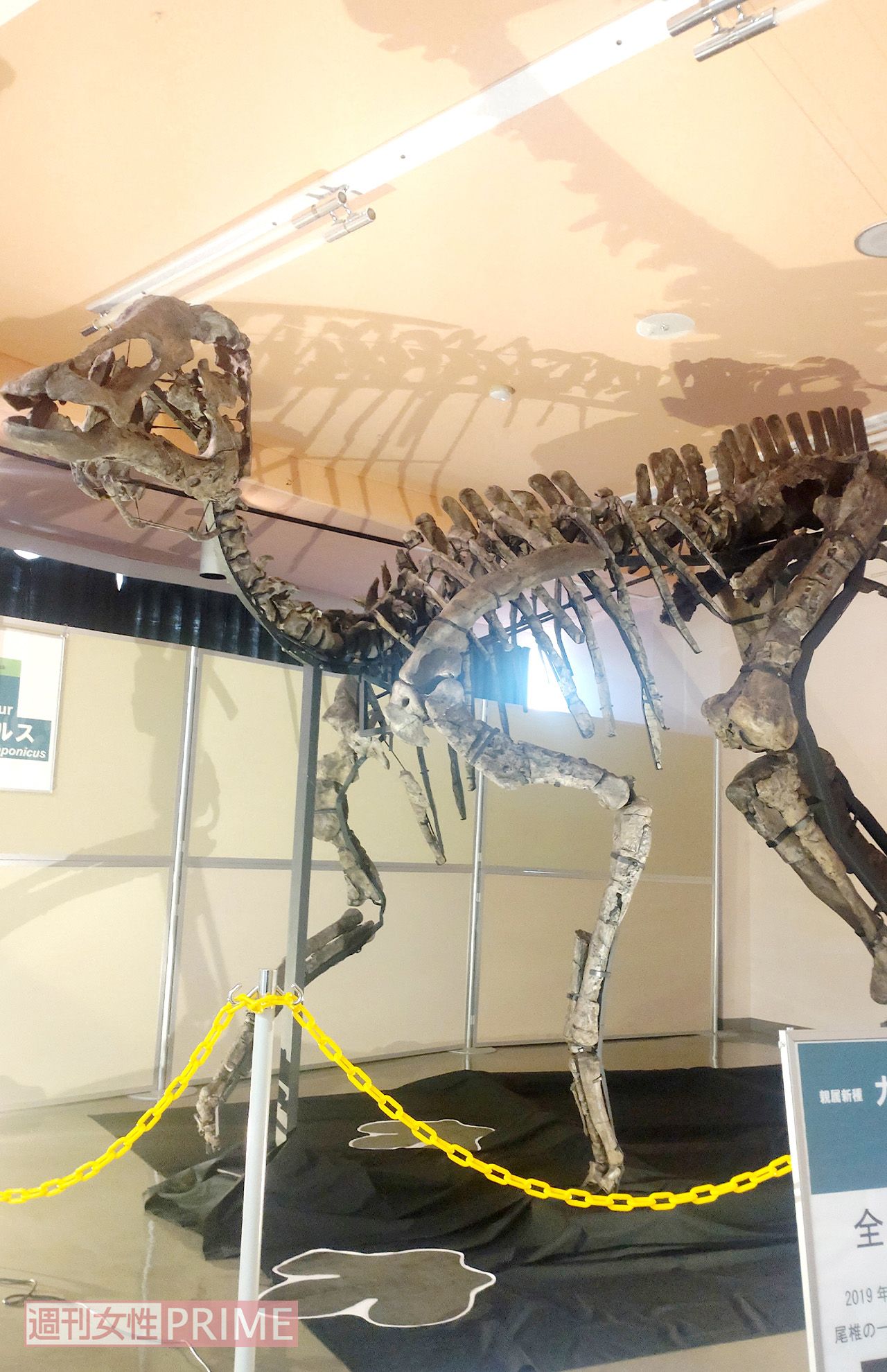 町内で展示されているカムイサウルスの化石　撮影／香山リカ