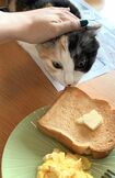 ごまちゃん・4歳(@gumiandgoma)。小さい頃からパン好き。経験を積み、最近ではパンかすをなめ盗るスキルが身についたそう(※画像は飼い主提供)