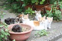 都市部で多い「ねこのコッソリ飼育」“ペット禁止”の賃貸マンションで9年目の実例をもとに弁護士が解説