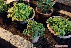 2018年11月に猫が埋められていたという花壇。猫の死体は花壇中央に埋められていた。現在は鉢植えが置かれている