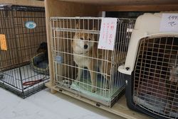 この日は7頭の犬たちが預けられていた。時間は、朝8時から夜8時まで。ペットフードなどの支援物資も届く