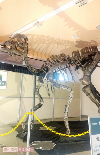 町内で展示されているカムイサウルスの化石　撮影／香山リカ