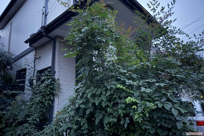 容疑者宅の周囲は草木が伸びっぱなし