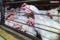 糞尿まみれの劣悪環境で育つ鶏や豚も市場に流通、「安心して買える食品」の見分け方