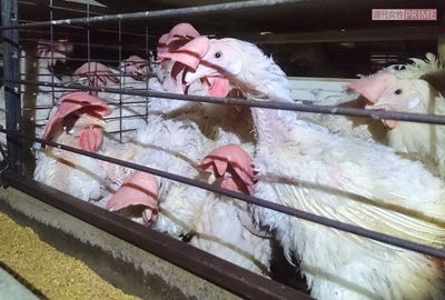 糞尿まみれの劣悪環境で育つ鶏や豚も市場に流通、「安心して買える食品」の見分け方