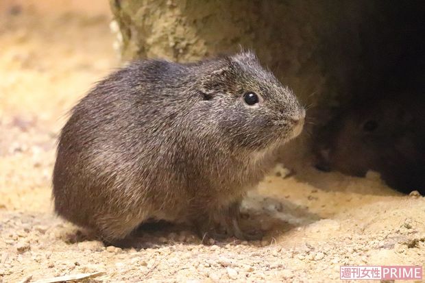 パンパステンジクネズミ