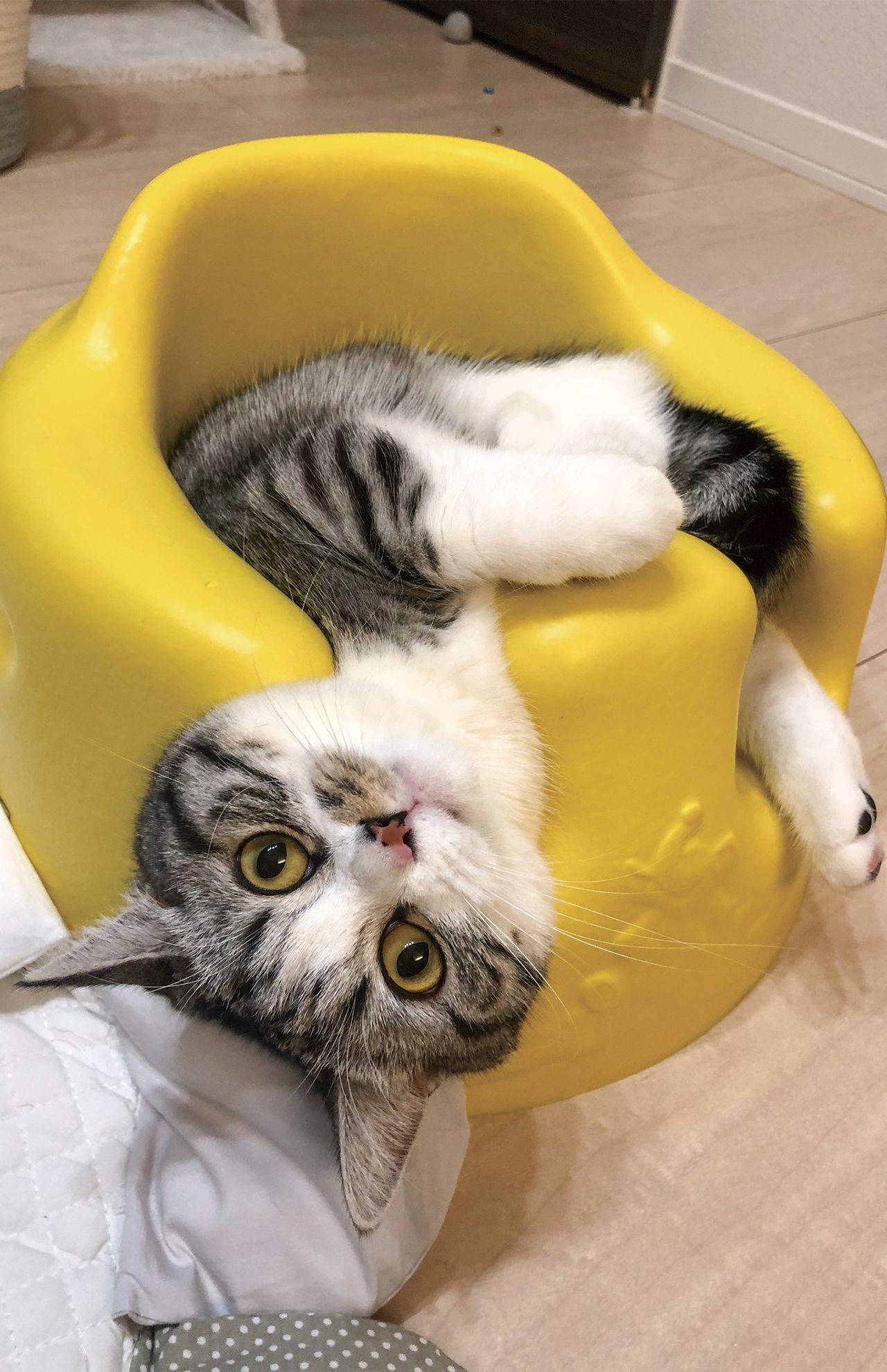 ふにさん（3歳）赤ちゃんの椅子にハマるのが好き