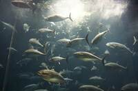 葛西臨海水族館、クロマグロの大量死乗り越え圧巻の群泳が復活！