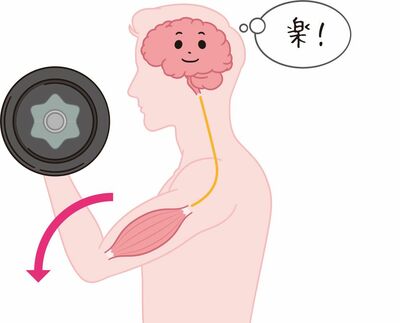【逆トレ】（エキセントリックトレーニング）